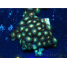 WYSIWYG - Zoanthus Mariculture Indo Acclimated under LED