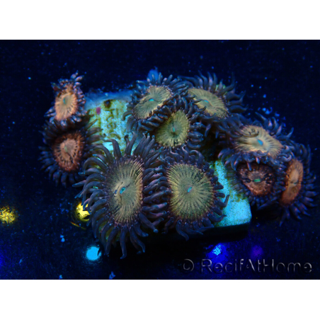 WYSIWYG - Zoanthus Indo Mariculture Acclimated under LED lights