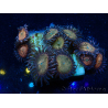 WYSIWYG - Zoanthus Mariculture Indo Acclimaté sous led