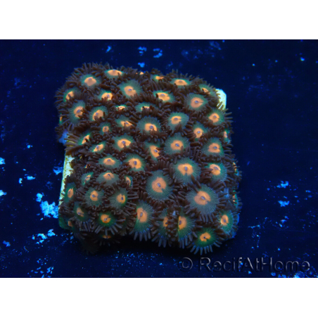 WYSIWYG - Zoanthus Indo Mariculture Acclimated under LED