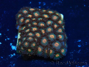 WYSIWYG - Zoanthus Mariculture Indo Acclimaté sous led