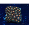 WYSIWYG - Zoanthus Indo Mariculture Acclimated under LED