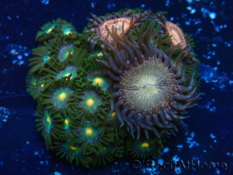 WYSIWYG - Zoanthus Maricultura Indo Aclimatado bajo LED