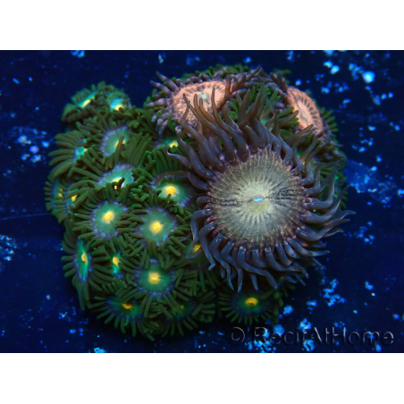 WYSIWYG - Zoanthus Marikultur Indo Akklimatisiert unter LED