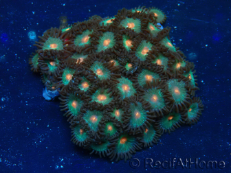 WYSIWYG - Zoanthus Mariculture Indo Acclimaté sous led