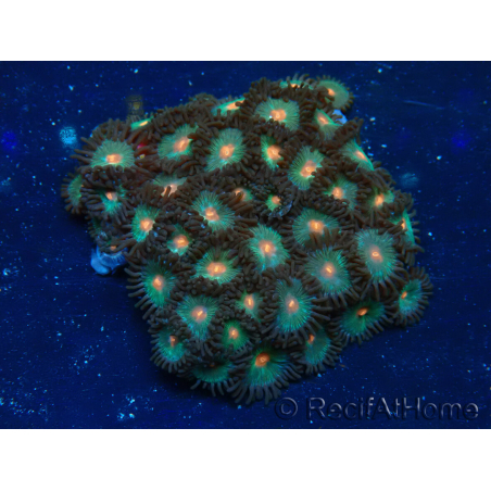 WYSIWYG - Zoanthus 14i4 Mariculture Indo Acclimaté sous led