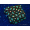 WYSIWYG - Zoanthus Mariculture Indo Acclimaté sous led