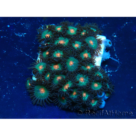 WYSIWYG - Zoanthus Mariculture Indo Acclimated under LED