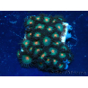 WYSIWYG - Zoanthus Mariculture Indo Acclimated under LED