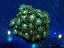 WYSIWYG - Zoanthus Indo Mariculture Acclimated under LED
