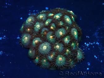 WYSIWYG - Zoanthus Mariculture Indo Acclimaté sous led