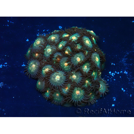 WYSIWYG - Zoanthus Indo Mariculture Acclimated under LED