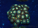 WYSIWYG - Zoanthus Mariculture Indo Acclimaté sous led