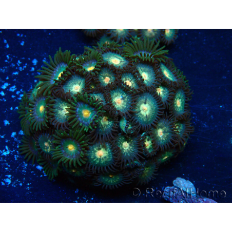 WYSIWYG - Zoanthus 14J3 Mariculture Indo Acclimaté sous led