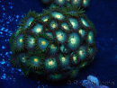 WYSIWYG - Zoanthus Maricoltura Indo Acclimatato sotto led
