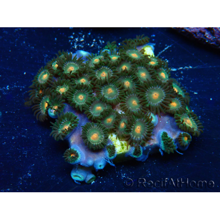 WYSIWYG - Zoanthus 14J4 Mariculture Indo Acclimaté sous led