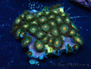 WYSIWYG - Zoanthus Mariculture Indo Acclimaté sous led
