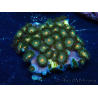 WYSIWYG - Zoanthus Mariculture Indo Acclimaté sous led