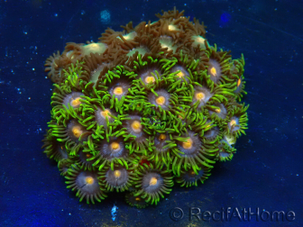 WYSIWYG - Zoanthus Maricoltura Indo Acclimatati sotto LED