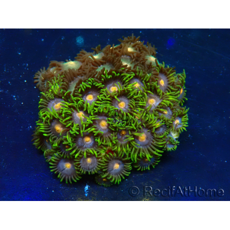WYSIWYG - Zoanthus Mariculture Indo Acclimated under LED