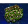 WYSIWYG - Zoanthus Maricoltura Indo Acclimatati sotto LED