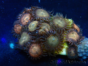 WYSIWYG - Zoanthus 14J6 Mariculture Indo Acclimaté sous led