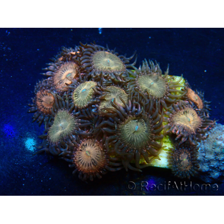 WYSIWYG - Zoanthus 14J6 Mariculture Indo Acclimaté sous led