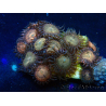 WYSIWYG - Zoanthus 14J6 Mariculture Indo Acclimaté sous led