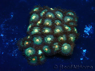 WYSIWYG - Isaurus tuberculatus Maricultura Indo Aclimatado bajo LED