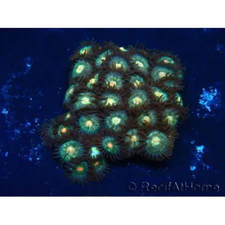 WYSIWYG - Zoanthus 14K1 Mariculture Indo Acclimaté sous led