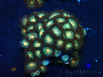 WYSIWYG - ZoanthusMaricultura Indo Aclimatado bajo LED
