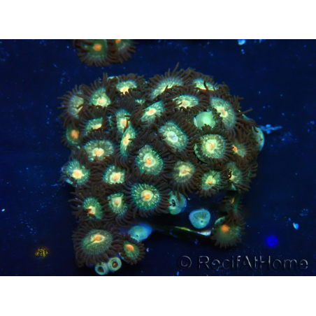 WYSIWYG - ZoanthusMariculture Indo Acclimaté sous led
