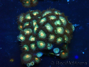 WYSIWYG - ZoanthusMariculture Indo Acclimaté sous led