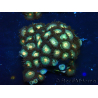 WYSIWYG - Zoanthus 14K2 Mariculture Indo Acclimaté sous led