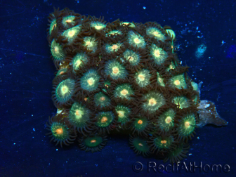 WYSIWYG - Zoanthus Indo Mariculture Acclimated under LED