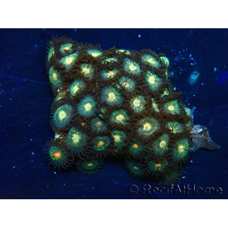 WYSIWYG - Zoanthus Maricoltura Indo Acclimatato sotto LED