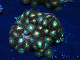 WYSIWYG - Zoanthus 14K4 Mariculture Indo Acclimaté sous led