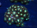 WYSIWYG - Zoanthus 14K4 Mariculture Indo Acclimaté sous led