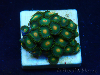 WYSIWYG - Zoanthus Mariculture Indo Acclimated under LED
