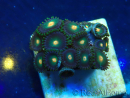 WYSIWYG - Zoanthus 14K6 Mariculture Indo Acclimaté sous led