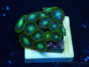 WYSIWYG - Zoanthus Mariculture Indo Acclimated under LED