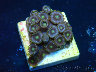WYSIWYG - Zoanthus Mariculture Indo Acclimaté sous led