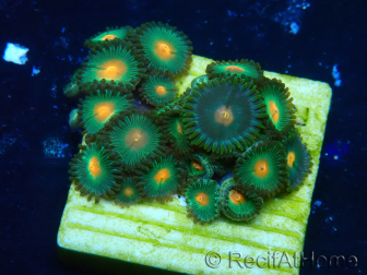 WYSIWYG - Zoanthus Mariculture Indo Acclimaté sous led