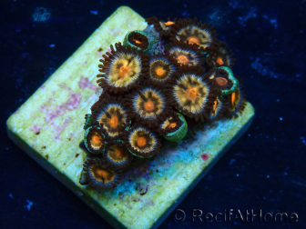 WYSIWYG - Zoanthus Indo Mariculture Acclimated under LED