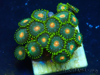 WYSIWYG - Zoanthus Maricultura Indo Aclimatado bajo led