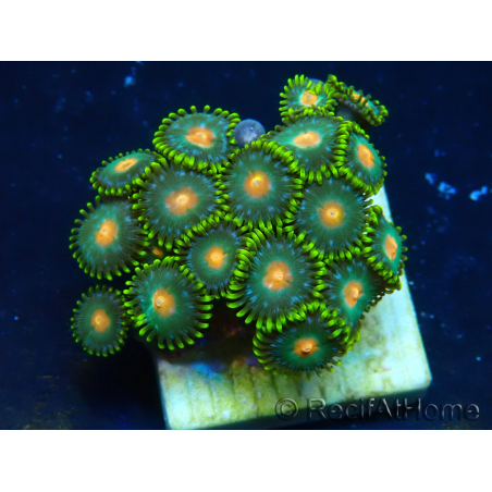 WYSIWYG - Zoanthus Mariculture Indo Acclimaté sous led
