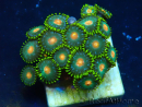 WYSIWYG - Zoanthus Maricultura Indo Aclimatado bajo led