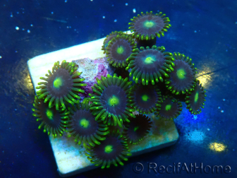 WYSIWYG - Zoanthus Mariculture Indo Acclimated under LED