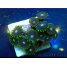 WYSIWYG - Zoanthus Mariculture Indo Acclimated under LED