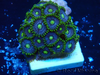 WYSIWYG - Zoanthus 14M1 Mariculture Indo Acclimaté sous led